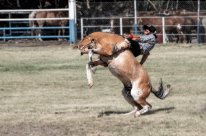 14-20200118-1647-Rodeo-oben-bleiben-ist-alles-DSC 3250-obviously-horse-and-gaucho-have-not-the-same-target