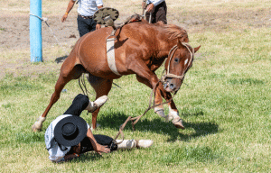 18-20200118-1703-Rodeo-am-Boden-DSC 3426-the-horse-is-the-winner