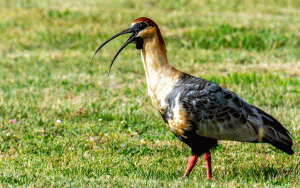 31-20200127-1834-Ibis-beim-Schreien-DSC 3706-crying-Ibis