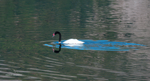 06-20200309-0946-Schwan-black-and-white-gespiegelt-DSC 3918-black-and-white-swan