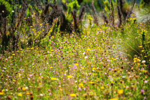 24-20200218-1147-Flora-Wiese-vor-Globi-DSC 6996 