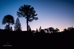 25-20200220-2101-Flora-nach-Sonnenuntergang-DSC 7054-A-silhouette-after-the-sunset