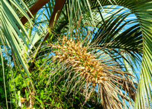 06-20220204-0914-PN-Mburucuya-Palmenfruchtstand-DSC 9668-fruit-of-the-palm-tree