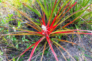 07-20220204-0959-PN-Mburucuya-stachlige-Pflanze-DSC 9676-prickly-plant