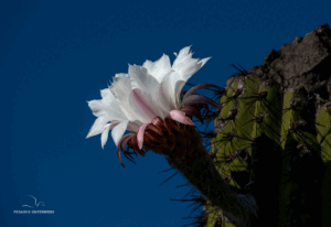 08-20220105-1757-Kaktus-Bluete-DSC 2702-flower