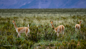 13-20220123-1633-Guanaco-neugierig-DSC 2804 