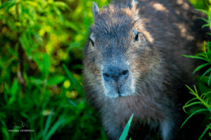 15-20220209-0746-Capybara-Nahaufnahme-DSC 2927-close-up