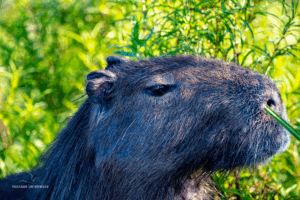 16-20220209-0746-Capybara-Nahaufnahme-DSC 2928 