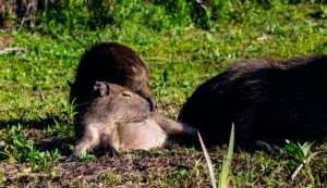 17-20220209-0804-Capybara-faul-DSC 2950 