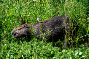 18-20220209-0900-Capybara-traute-Zweisamkeit-DSC 3048-dared-togetherness