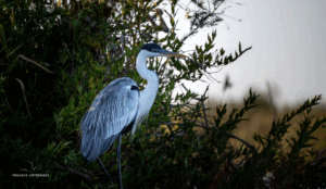 21-20220209-0729-Fischreiher-elegant-DSC 2914-elegant