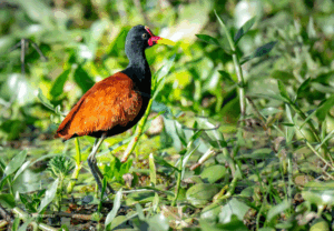 23-20220209-0815-Vogel-Laufvogel-DSC 2960-Edit-ratite-bird