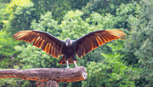 25-20220205-0848-PN-Mburucuya-Geier-DSC 9738-vulture