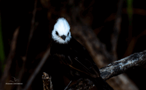 26-20220209-0916-Vogel-Weisskopf-DSC 3059-white-head