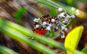 28-20220204-1001-PN-Mburucuya-Schmetterling-DSC 9682-butterfly