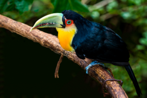 02-20220312-1135-08-Voegel-Tukan-toucan-DSC 3144-Bearbeitet