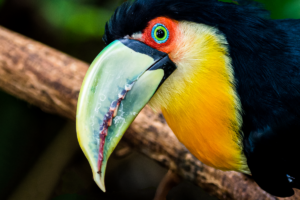 03-20220312-1135-11-Voegel-Tukanportrait-toucan-portrait-DSC 3147-Bearbeitet