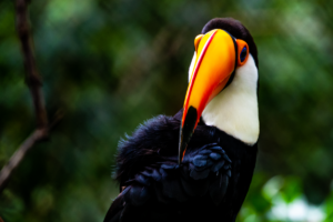 04-20220312-1137-30-Voegel-Tukan-seitwaerts-Toucan-frontal-DSC 3161