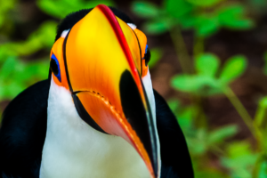 05-20220312-1154-18-Voegel-Tukan-frontal-Toucan-frontal-DSC 3203