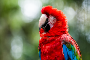 08-20220312-1215-05-Voegel-Ara-Portrait-Macaw-parrot-portrait-DSC 3244
