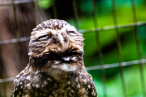 13-20220312-1248-48-Voegel-Eule-noch-muede-tired-owl-DSC 3323