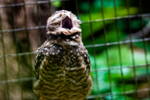 14-20220312-1248-54-Voegel-Eule-gaehnt-yawning-owl-DSC 3331