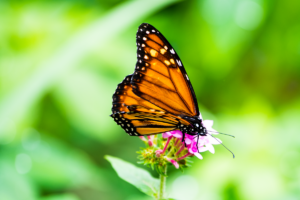 16-20220312-1240-29-Schmetterling-beim-Nektar-trinken-while-drinking-nectar-DSC 3271