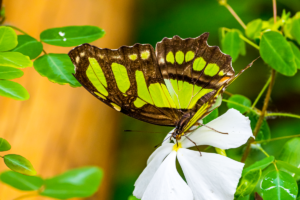 17-20220312-1241-52-Schmetterling-beim-Nektar-trinken-while-drinking-nectar-DSC 3286