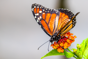 18-20220312-1245-14-Schmetterling-beim-Nektar-trinken-while-drinking-nectar-DSC 3309