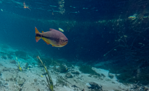 06-20221212-0301-Rio-Sucuri-Fische-GOPR0102-DCIM-100GOPRO-GOPR0102