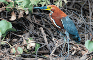 07-20221215-1820-Vogel-unbekannter-Vogel-DSC 3545-colorful-bird-Kopie