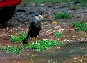 08-20221218-0859-Vogel-im-Regen-DSC 3550 