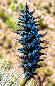 15-20230110-1216-Pflanzen-blaue-Bergbluete-DSC 3563-blue-mountain-flower