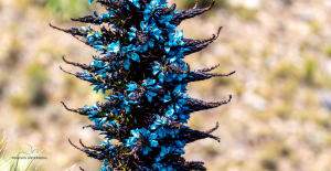 16-20230110-1216-Pflanzen-blaue-Bergbluete-DSC 3562-blue-mountain-flower