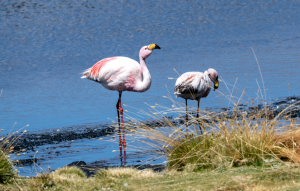 30-20230116-1137-Tiere-Flamingo-DSC 3712-flamingo