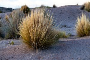 01-20230120-2006-Pflanzen-besonntes-Gras-DSC 3749-sunny-grass