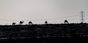 10-Kamele-am-Horizont