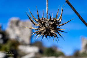 01-gefleckte-Golddistel-Al-Tocal