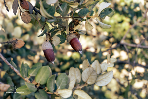 05-Edeleicheln-Montefrio