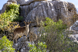 12-Iberischer-Steinbock-Al-Tocal